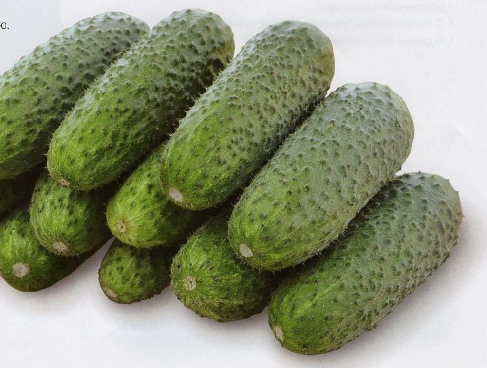 Огурец Чайковский F1 7шт Мировые Семена VITA GREEN