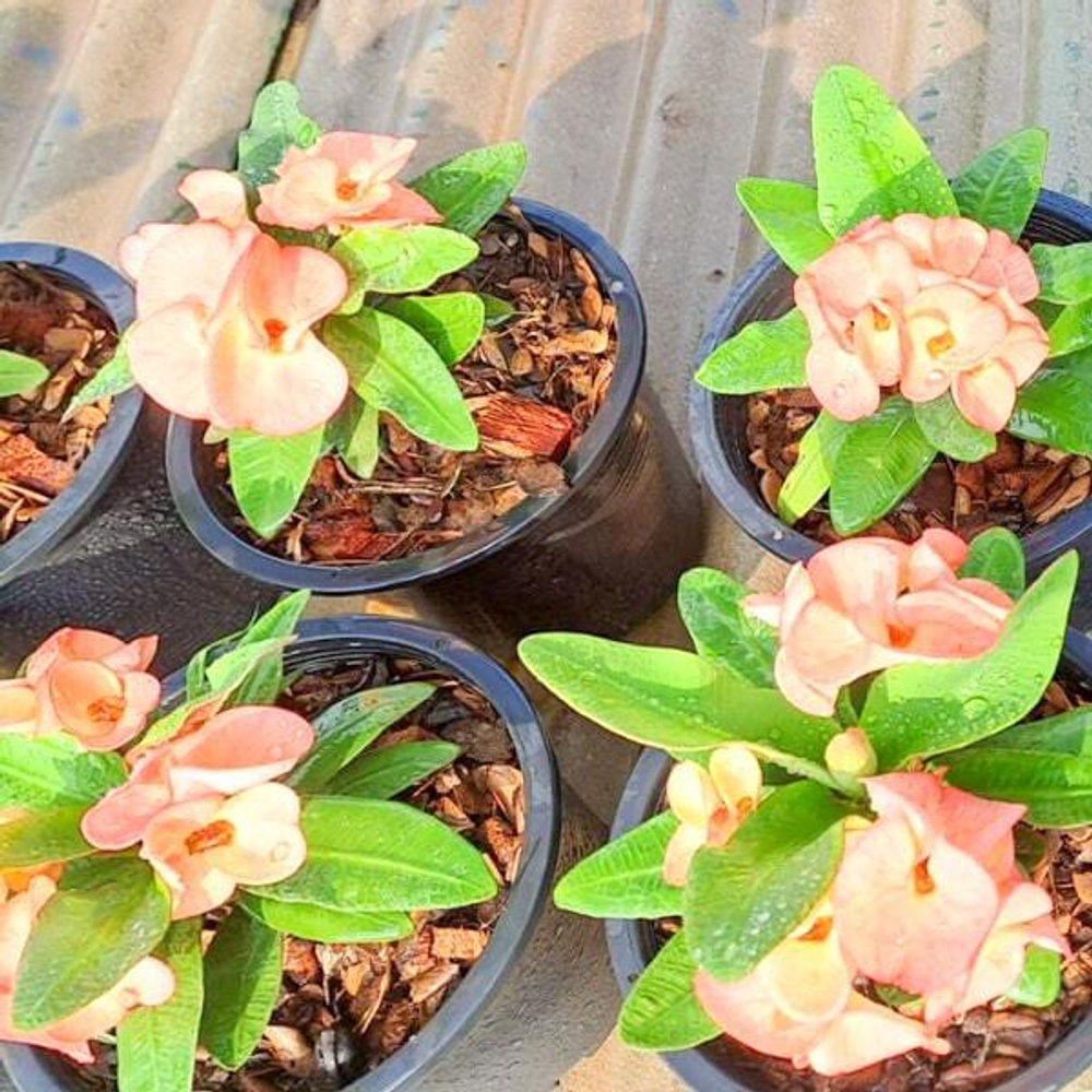 Эуфорбия Миля SAB PAISAN