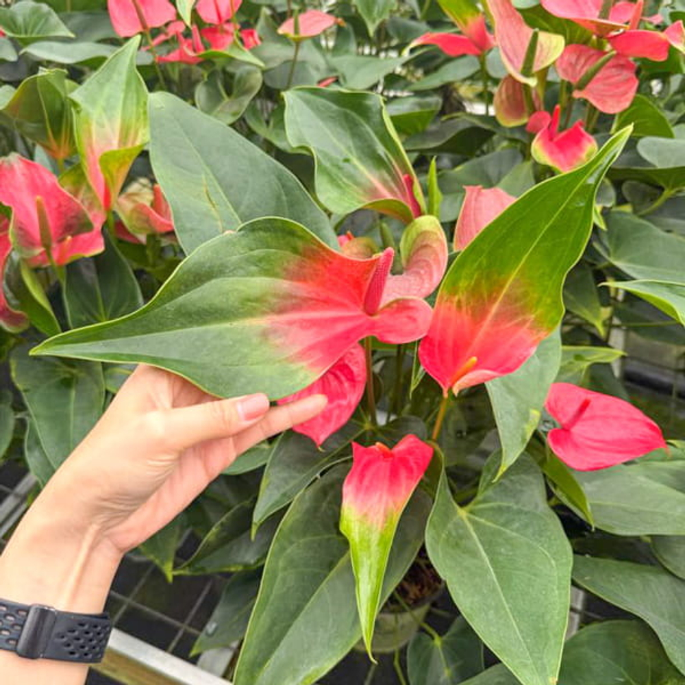 Антуриум Андре MELITO GREEN