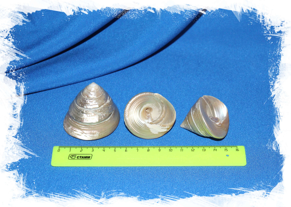 Перламутровый Трохус размер