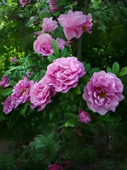 Роза канадская Терез Бунье