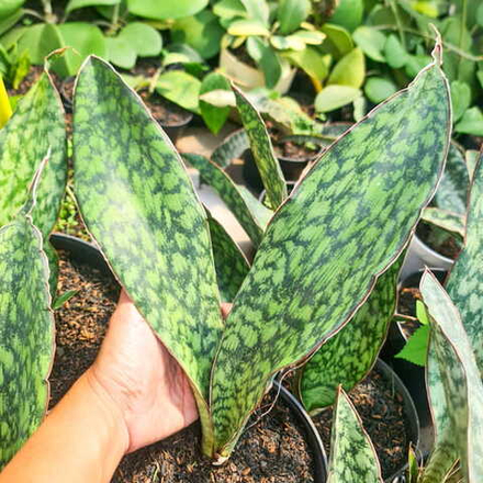 Сансевиерия LOOKED ARMY/LURIK