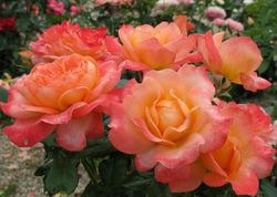 Самаритан (Samaritan)