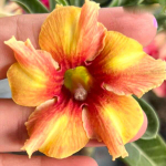 Адениум THIAN HOM