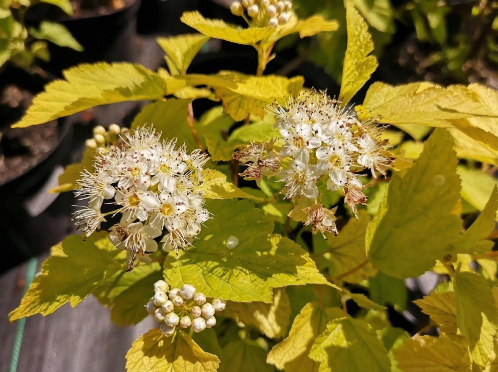 Пузыреплодник калинолистный «Dart's Gold»