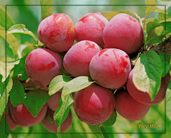 Слива Веста