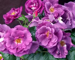 Рапсодия Ин Блю (Rhapsody In Blue)