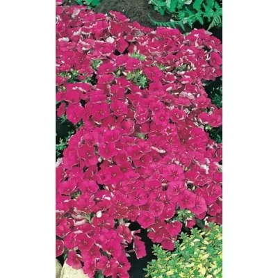 Семена Флокс друммонда Красотка в Малиновом 0,1гр (УД) Е/П