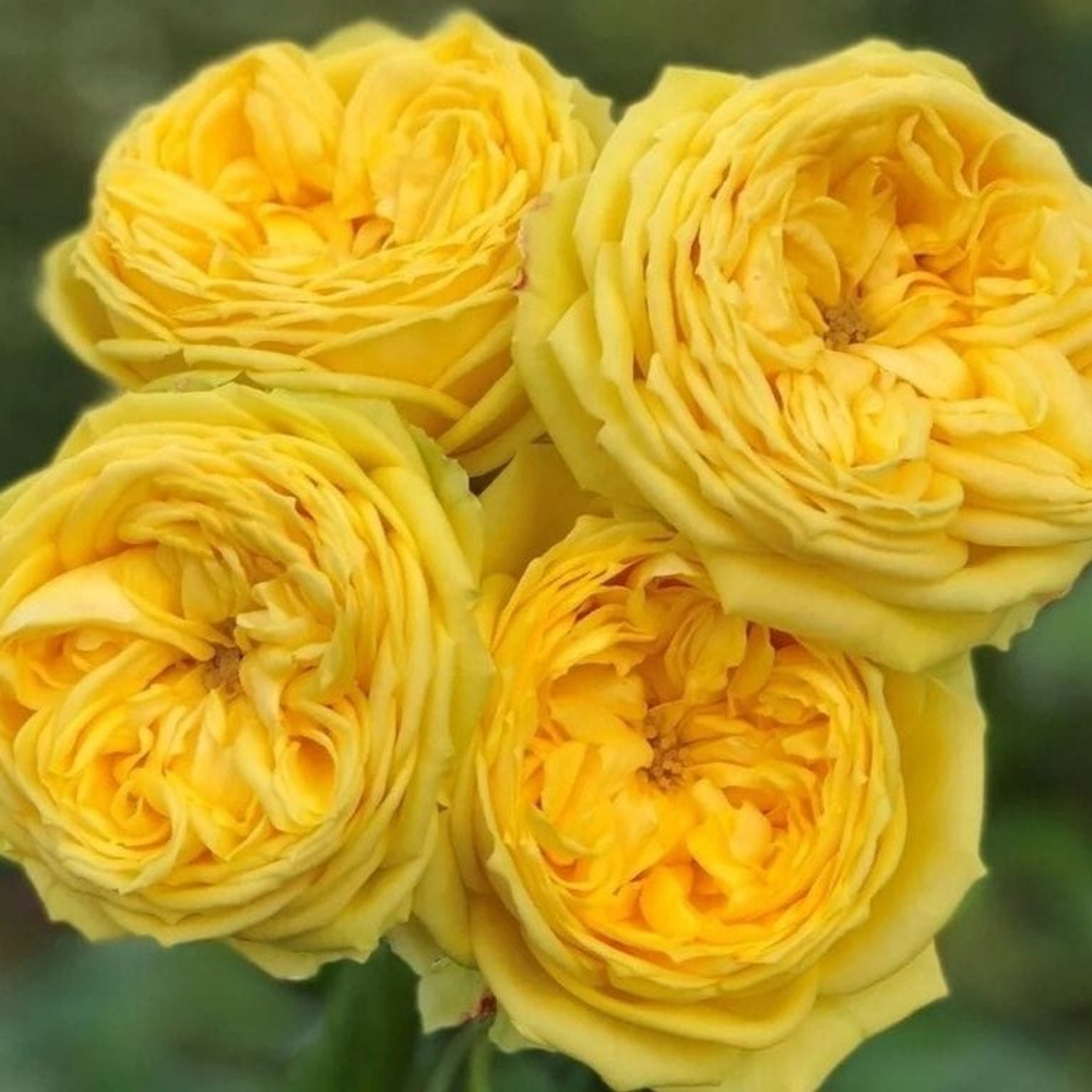 Роза спрей Каталина