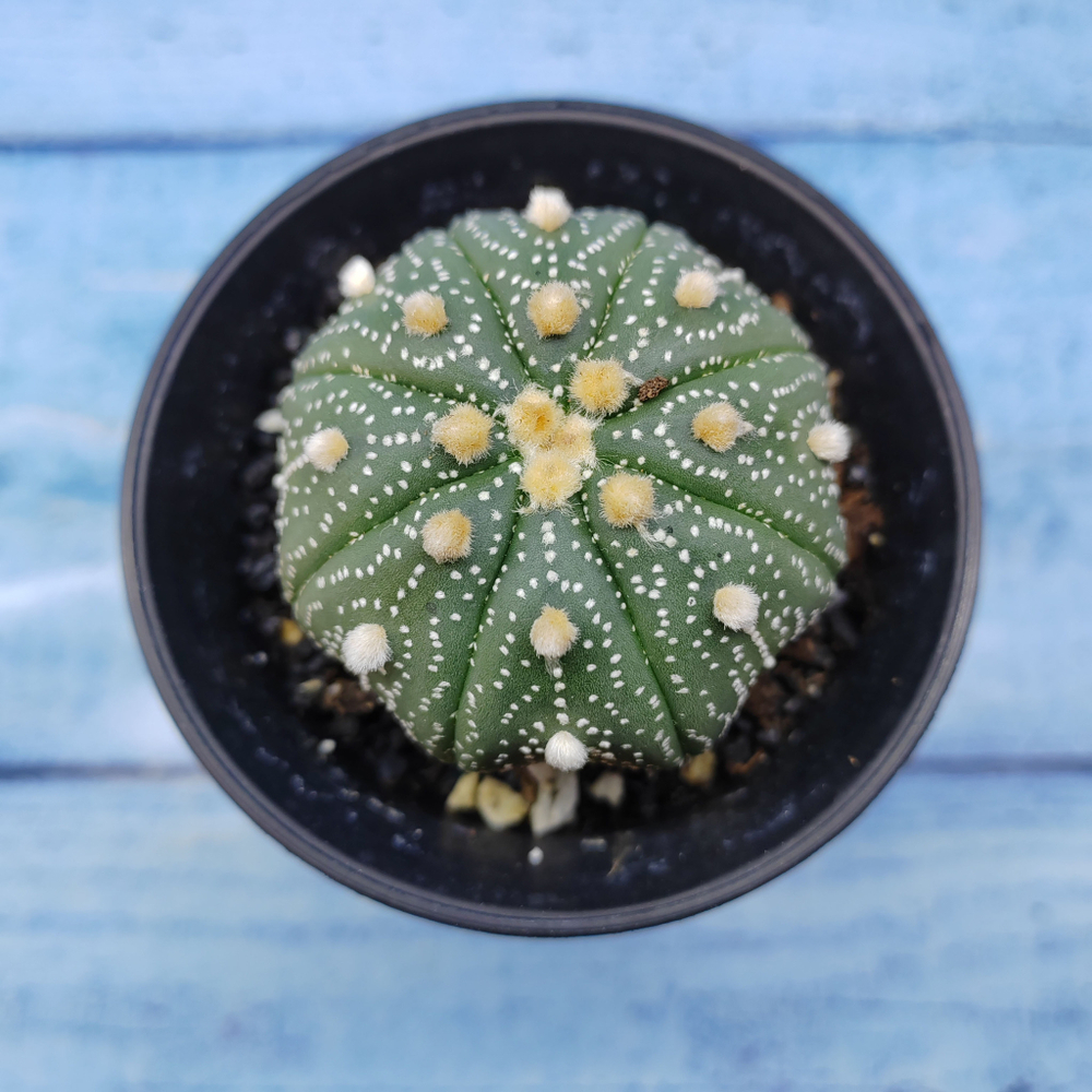 Astrophytum Asterias (Астрофитум)