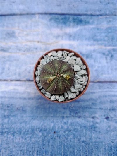 Euphorbia Obesa (Эуфорбия)