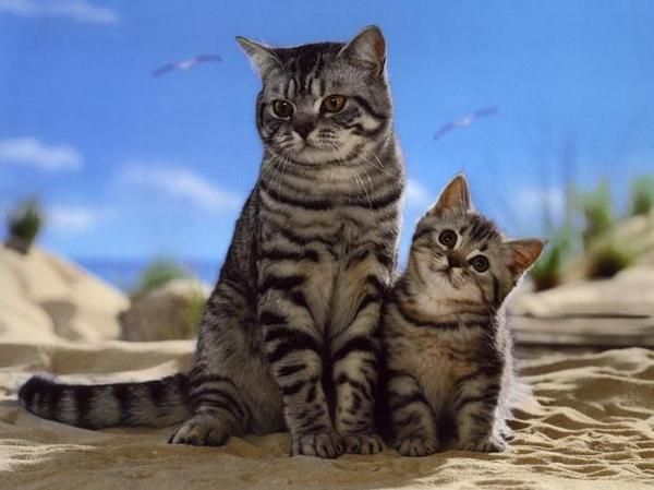 От чего мурлыкают коты?
