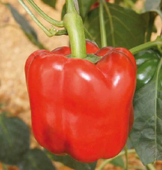 Рэд Найт F1 семена перца сладкого (Seminis / Семинис)