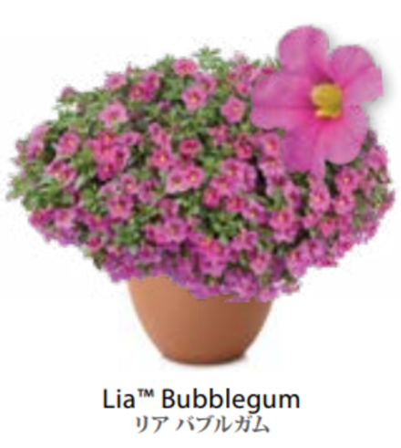 ЕВРО неукор Калибрахоа LIA Bubblegum НЕукоренный черенок (срезы) 10шт НОЯБРЬ поставка 3
