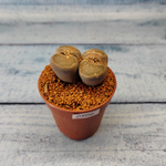 Lithops sp. (Живые камни)