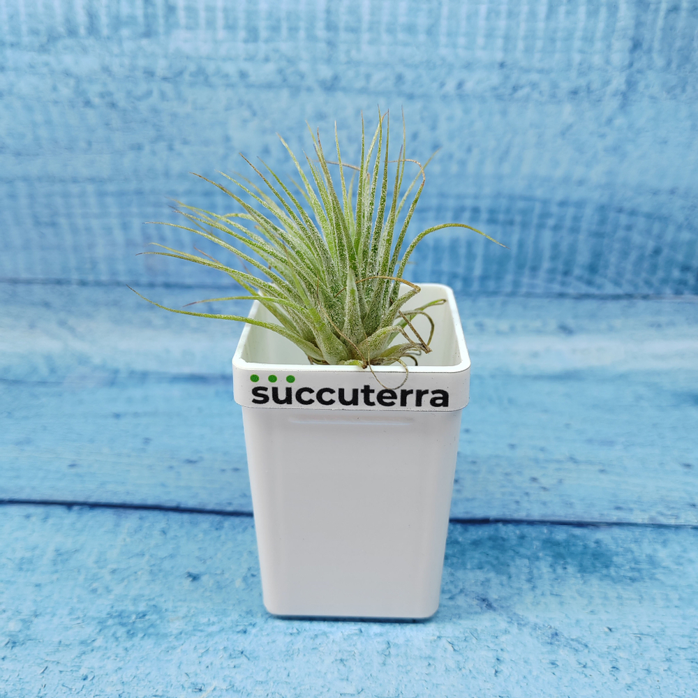Tillandsia Ionantha Silver (Тилландсия)