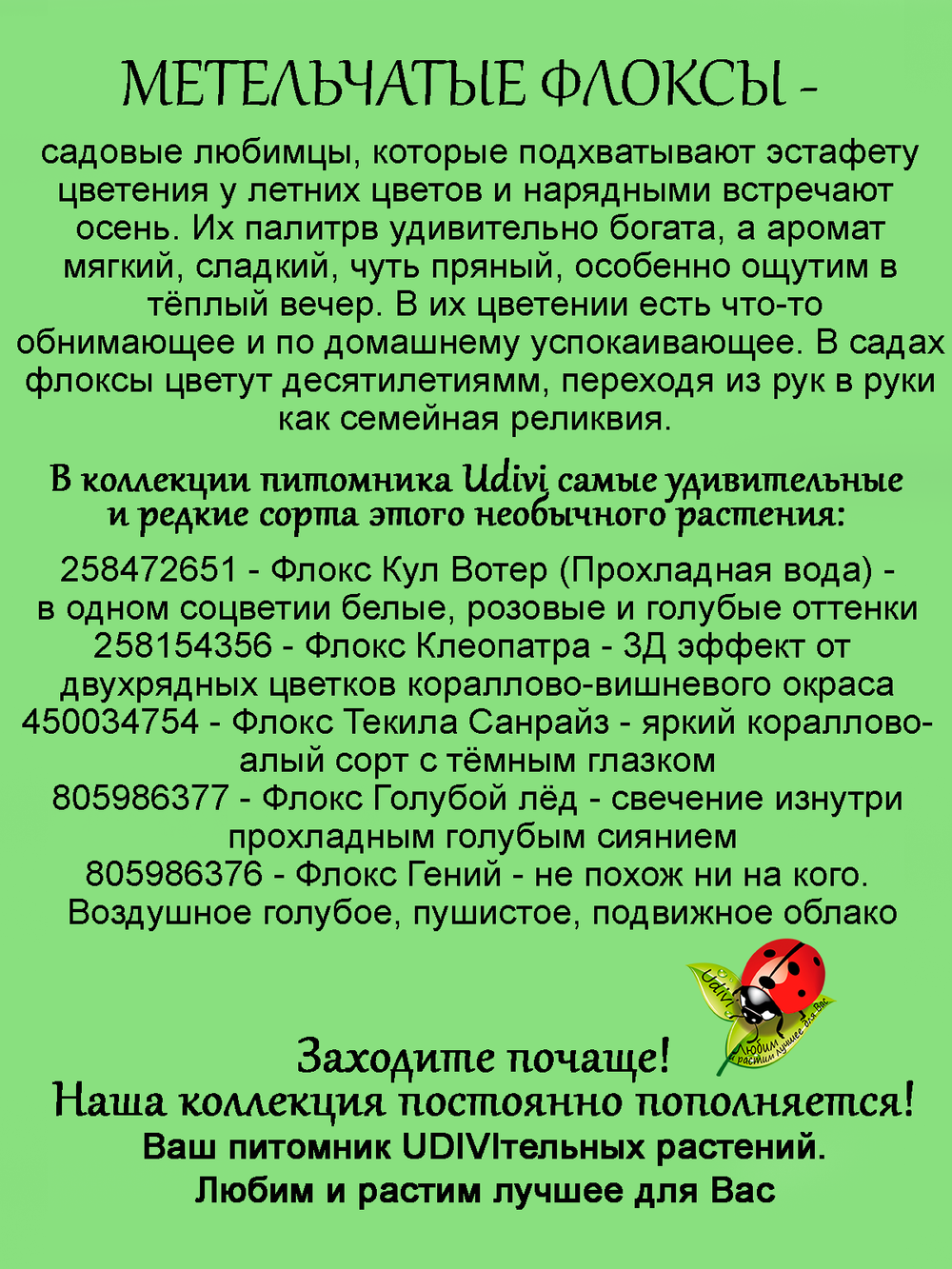 Флокс Текила Санрайс метельчатый