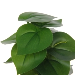 Цветочная композиция в стеклянном горшке «Филодендрон» 10*22см HL-20