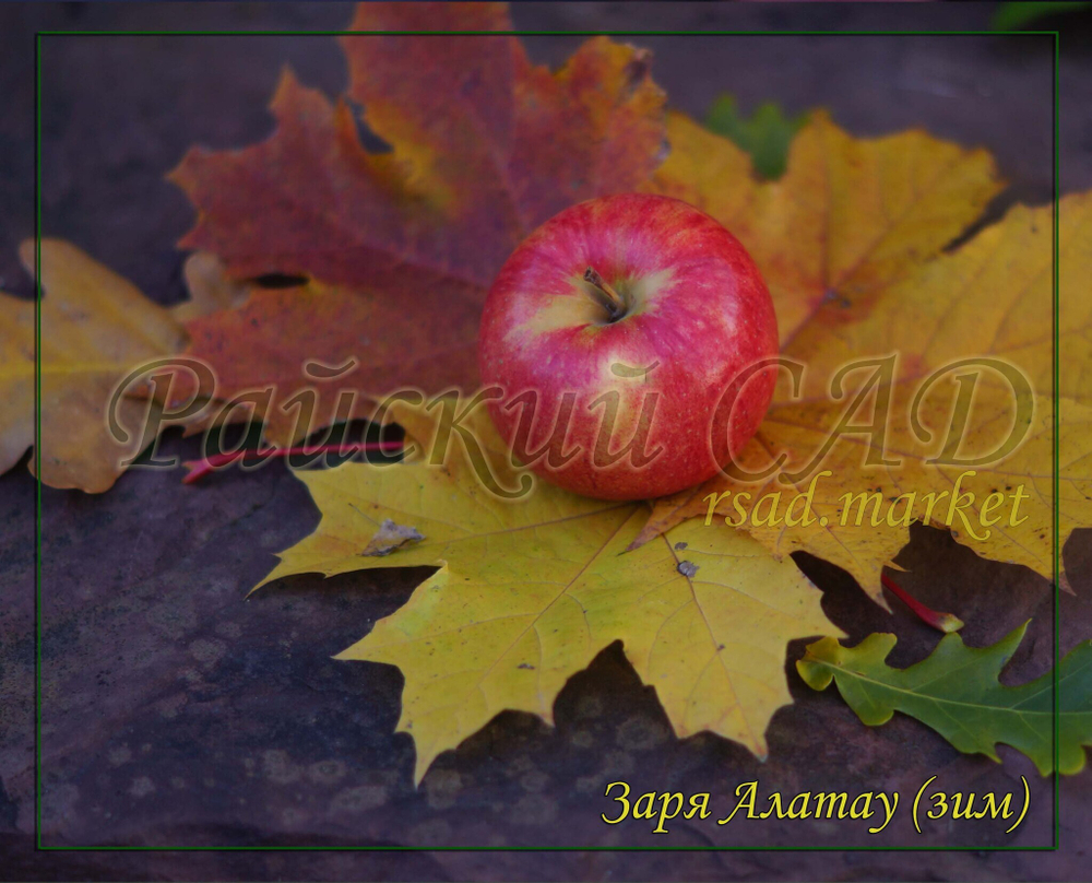 Клен обыкновенный