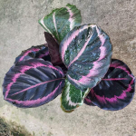 Калатея REGEL MEDALLION RED #2