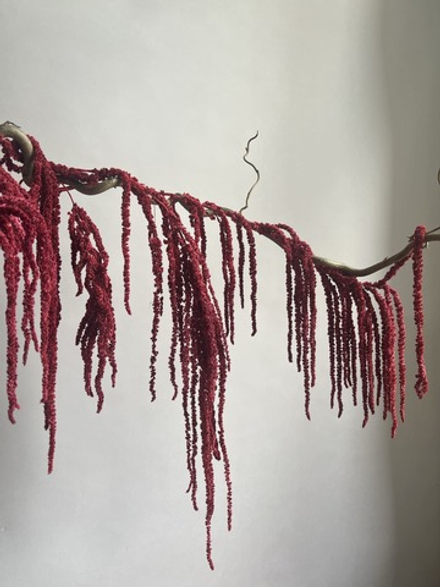 Амарант стабилизированный бордовый