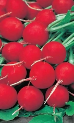 Семена Редис Жара 2гр (УД) Е/П