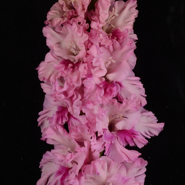 Гладиолус крупноцветковый Туманное Утро