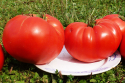 Помидоры 1884