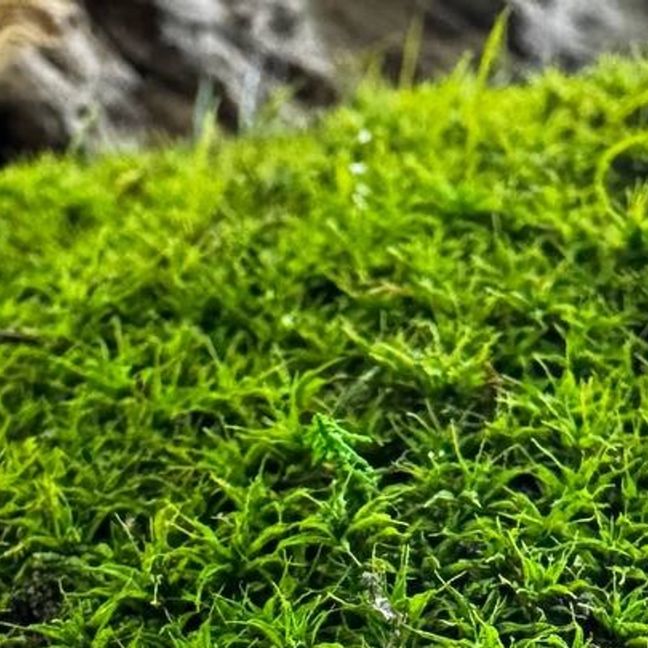 Студия авторского фитодизайна Инны Жиголкиной