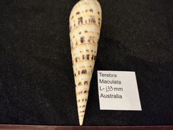 Теребра Макулата 130-170мм