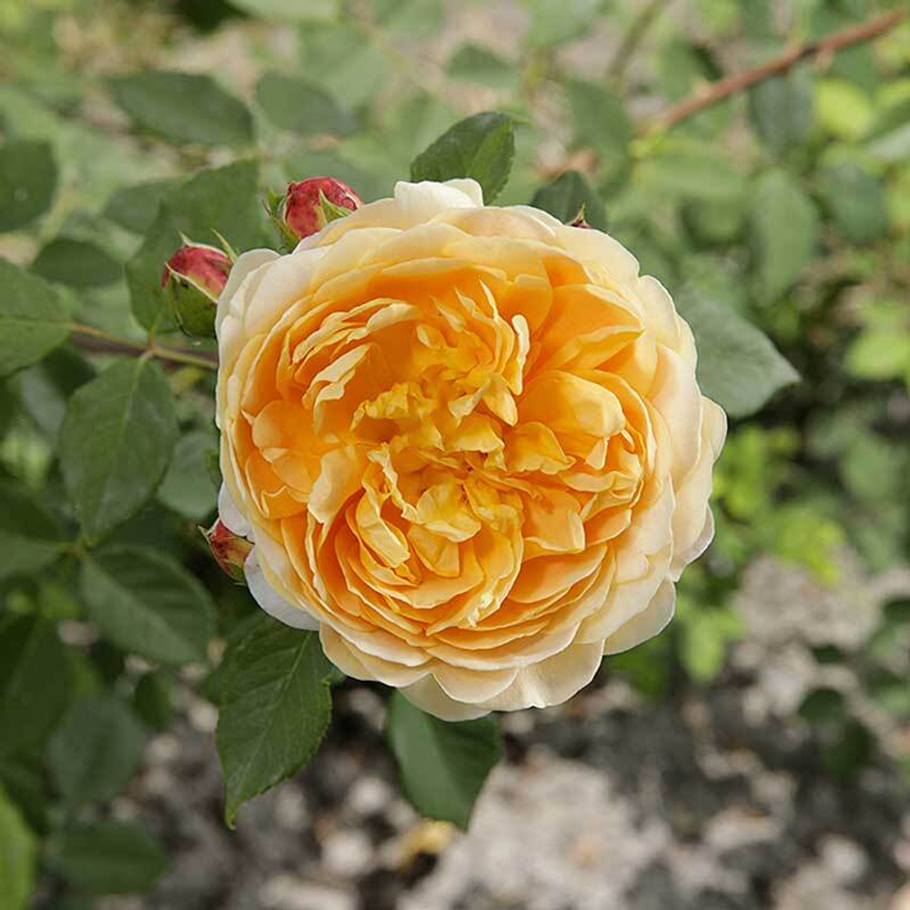Роза шраб (английская) Голден Селебрейшн Садовита