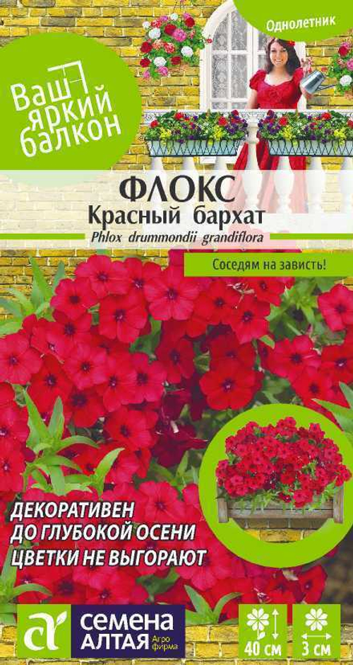 Флокс друммонда Красный бархат