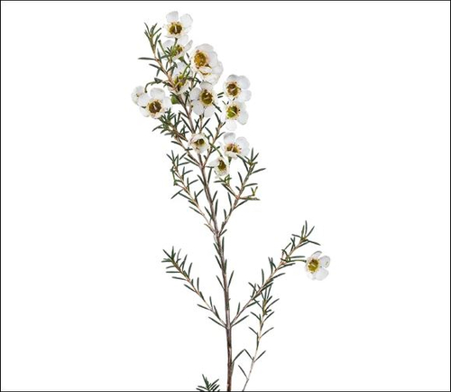 Хамелациум