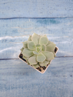 Echeveria Lola (Эхеверия)
