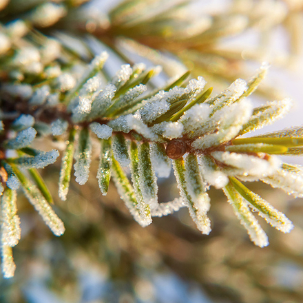 Аромамасло Альпийский бальзам CandleScience