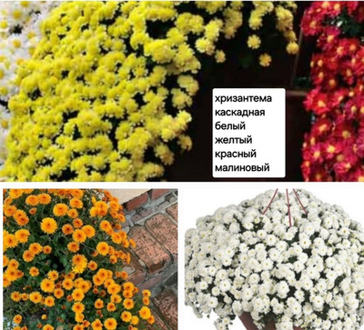 САЖЕНЦЫ ХРИЗАНТЕМЫ КАСКАДНАЯ ЖЕЛТАЯ №9