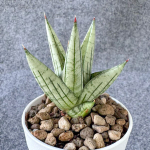 Сансевиерия JUPITER