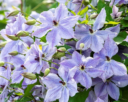 Клематис гибридный Скайфолл трехлетка наличие