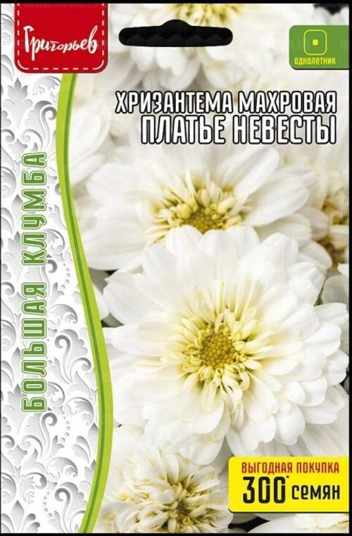 Хризантема махровая Платье невесты