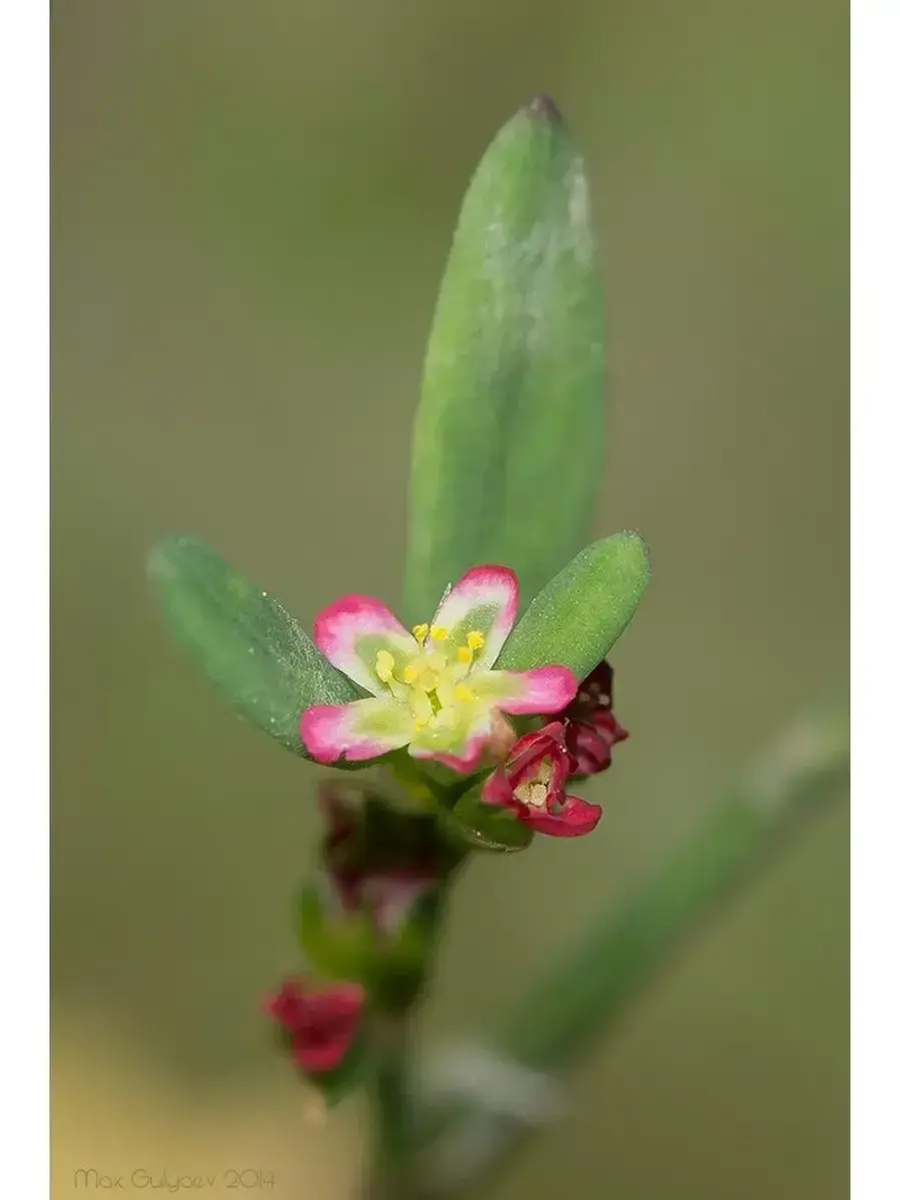 Семена Горец птичий (Polygonum aviculare) (Спорыш)