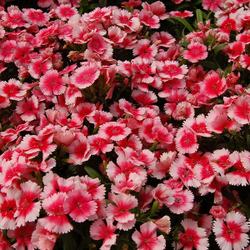 Гвоздика Чиба Строберри (50шт) Витагрин Профи