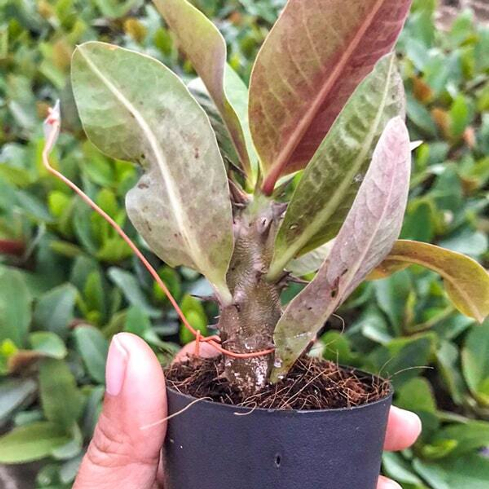 Эуфорбия Миля SANG USA