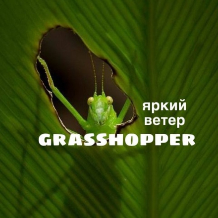Grasshopper