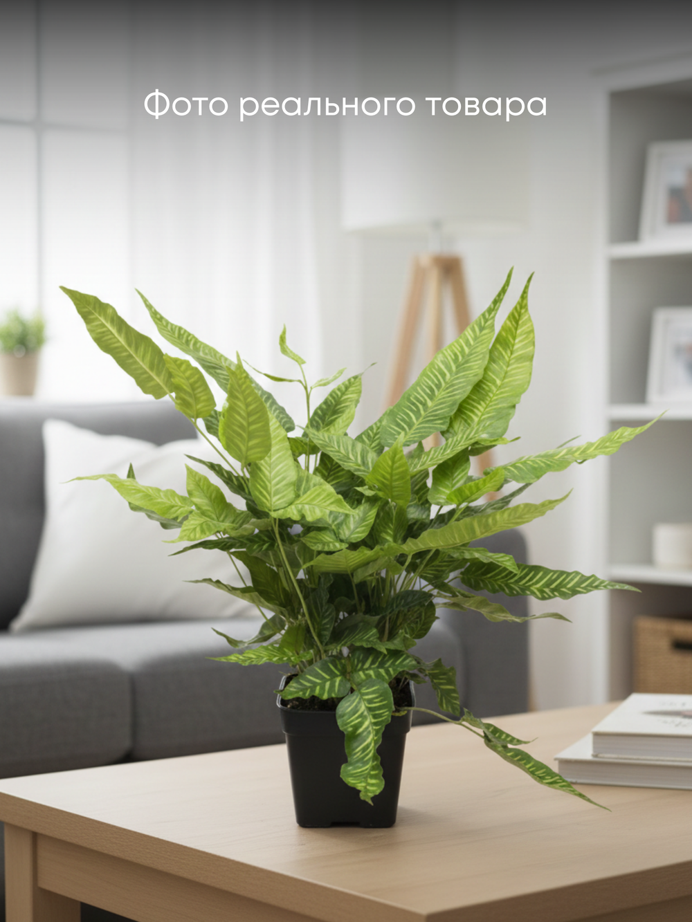 Папоротник Golden Zebra д.11