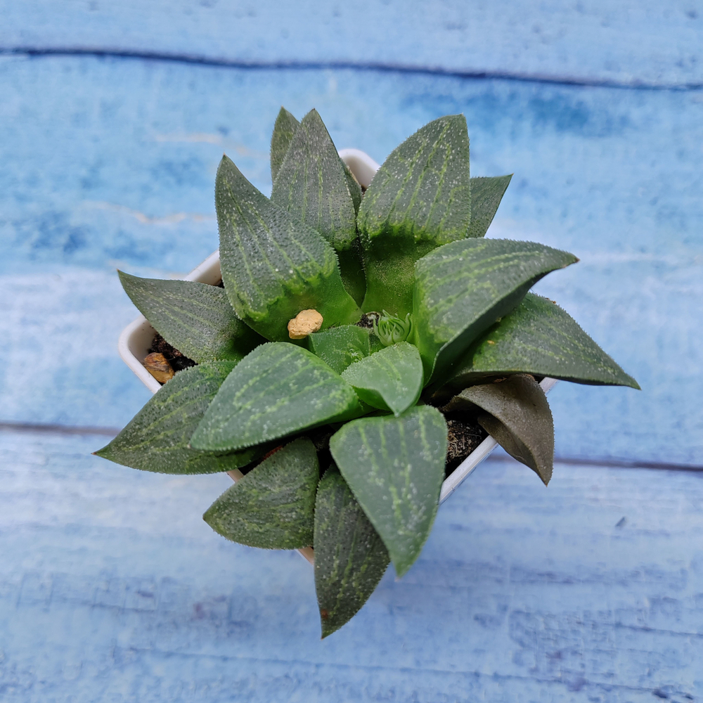 Haworthia Comptoniana Hybride hybrid (Хавортия)