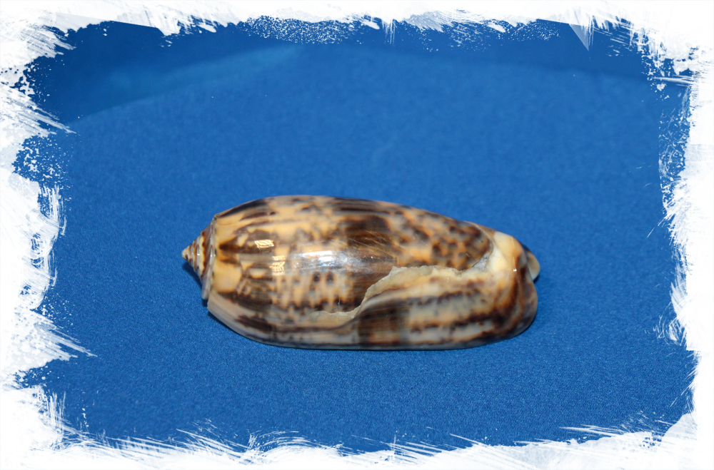 Олива Миниакея, 6-7см, 1шт