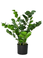 Замиокулькас 60 см