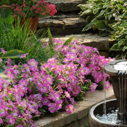 Петуния грандифлора Дримс Роуз Морн (100др) Витагрин Профи