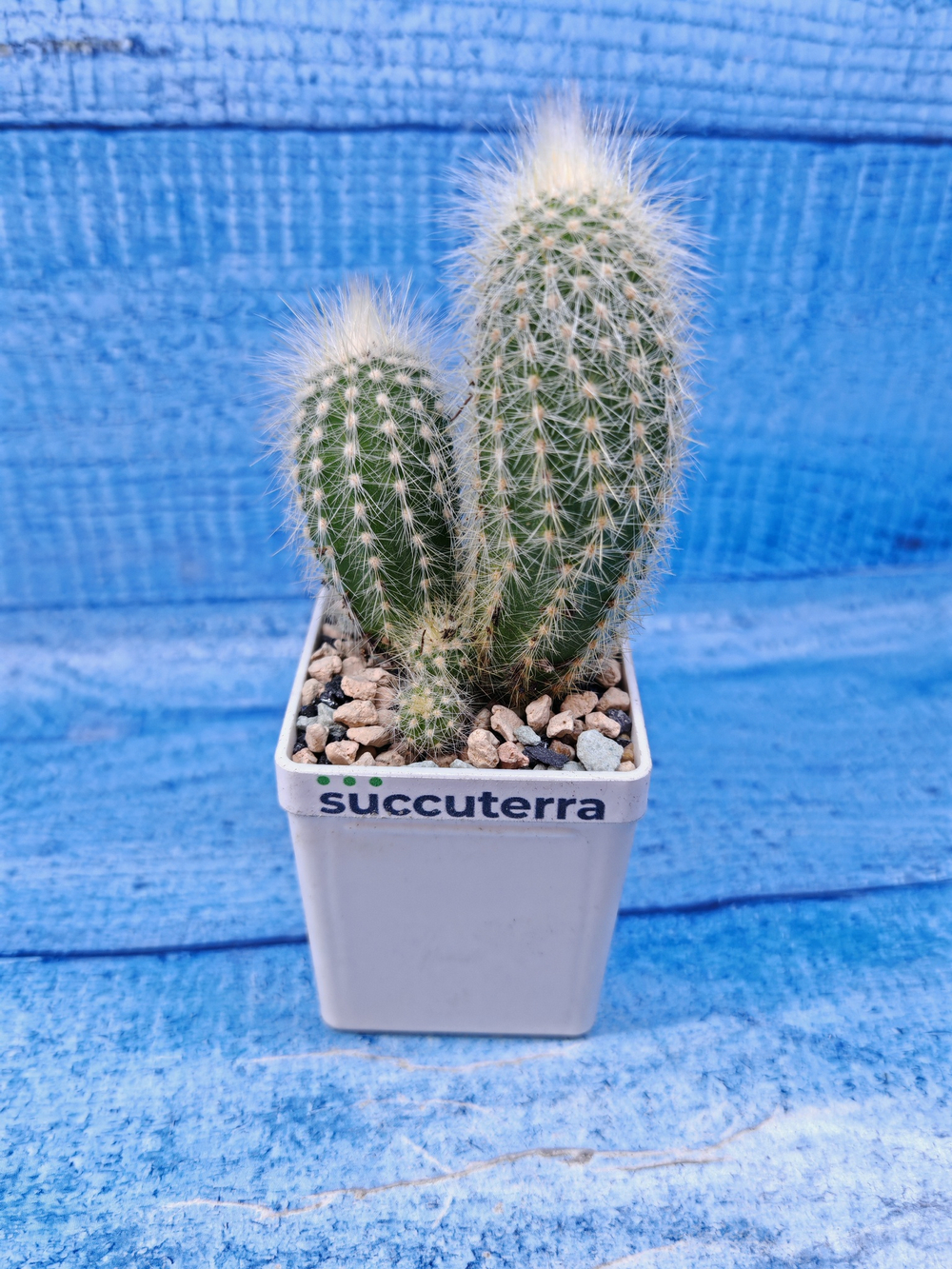 Cleistocactus Strausii (Клейстокактус)