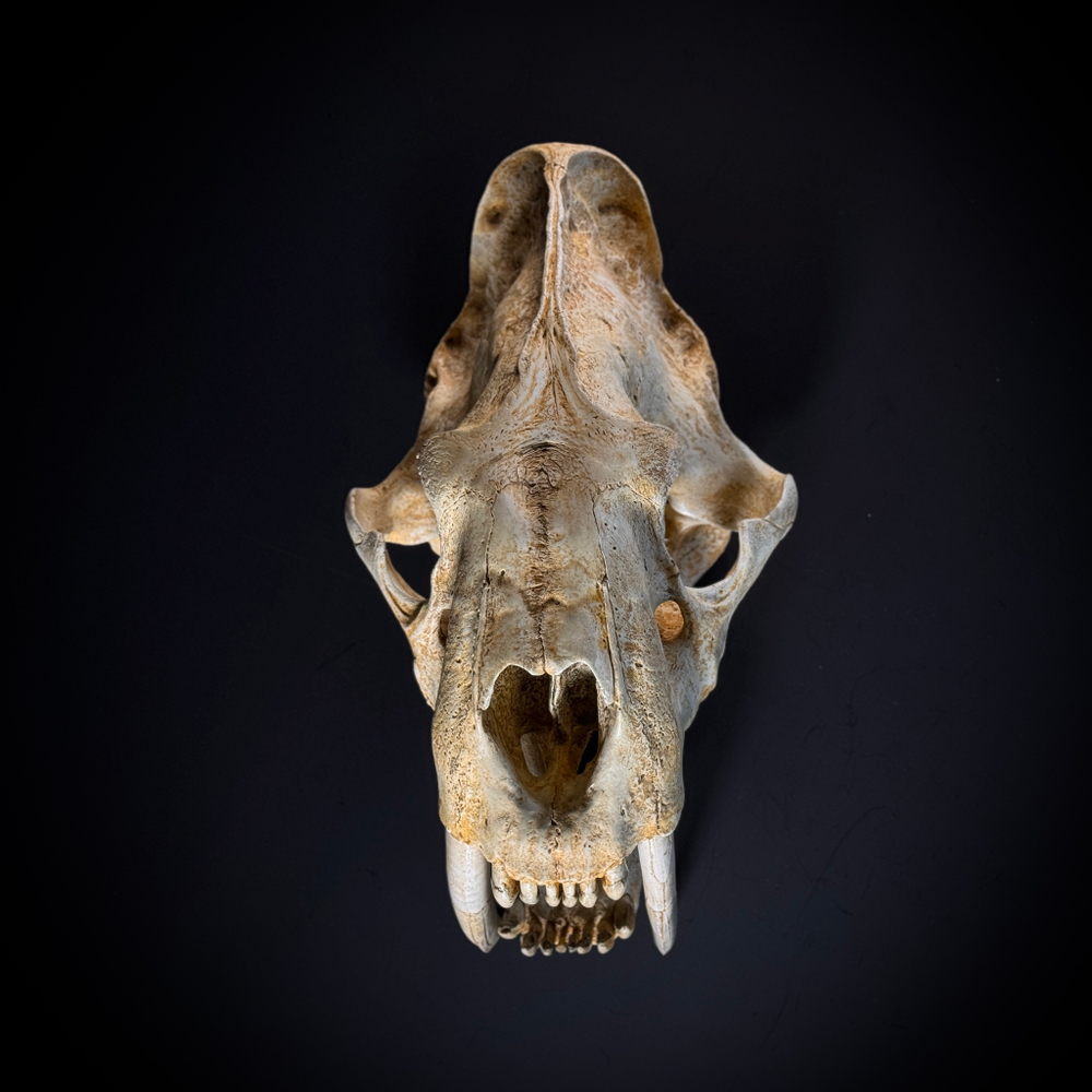 Smilodon